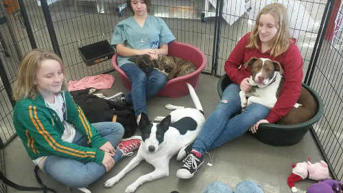 Lake County Animal Services holds regular adoption events in the Bay Area to find homes for its rescued dogs. Here some of the dogs visit with friends and volunteers during an adoption event in Petaluma, Calif., on Saturday, January 3, 2015. Photo courtesy of Lake County Animal Services. 010315lcasevent