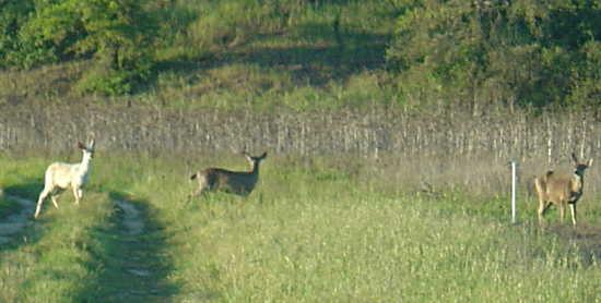 041715grothewhitedeer1