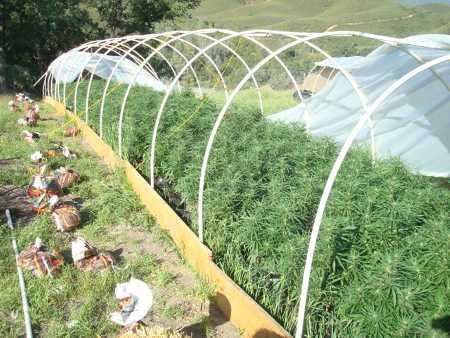 Sheriff's narcotics detectives eradicated marijuana plants in greenhouses in the Jerusalem Valley area of Middletown, Calif., on Tuesday, May 13, 2014. Lake County Sheriff's Office photo. 051314mtownpot