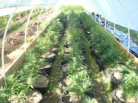 Sheriff's narcotics detectives eradicated marijuana plants in greenhouses in the Jerusalem Valley area of Middletown, Calif., on Tuesday, May 13, 2014. Lake County Sheriff's Office photo. 051314potplants