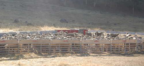 Robert Irwin's sheep are working on weed abatement in Hidden Valley Lake, Calif. Two of the sheep were killed by vehicles on Highway 29 on Friday, May 22, 2015; it's believed they may have been chased onto the highway by a human. Photo by John Lindblom/Lake County News. 052515hvlsheep