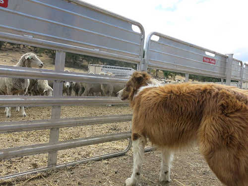 Robert Irwin's sheep and his sheep dog in Hidden Valley Lake, Calif. Photo courtesy of the Hidden Valley Lake Association. 060115hvlasheepanddog
