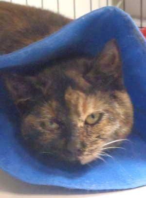 This female domestic short hair mix is in cat room kennel No. 100, ID No. 1781. Photo courtesy of Lake County Animal Care and Control. 100calico