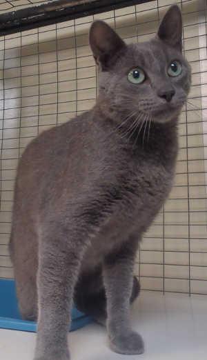 This male domestic short hair mix cat is in cat room kennel No. 100, ID No. 2688. Photo courtesy of Lake County Animal Care and Control. 100graycatgreeneyes