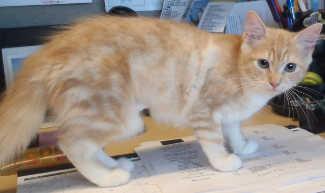 This young female domestic long hair mix is in kennel No. 105a, ID no. 2614. Photo courtesy of Lake County Animal Care and Control. 105aorangetabbyprofile