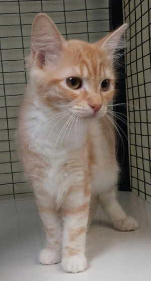 This young female domestic long hair mix is in kennel No. 105a, ID no. 2614. Photo courtesy of Lake County Animal Care and Control. 105aorangewhite