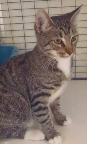 This gray tabby kitten is in cat room kennel No. 105a, ID No. 911. Photo courtesy of Lake County Animal Care and Control. 105atabbykitten