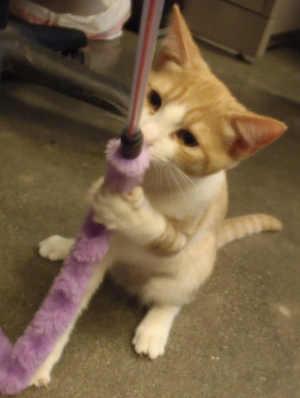 This young female domestic short hair mix is in cat room kennel No. 105b, ID No. 2615. Photo courtesy of Lake County Animal Care and Control. 105borangetabbytoy