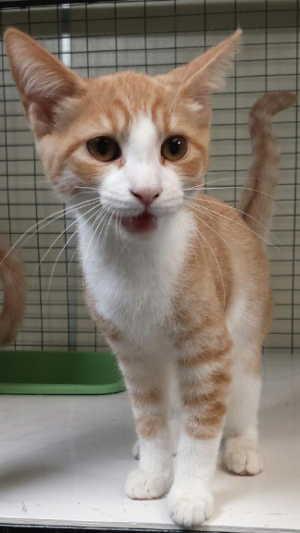 This young female domestic short hair mix is in cat room kennel No. 105b, ID No. 2615. Photo courtesy of Lake County Animal Care and Control. 105borangewhite