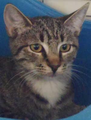 This gray tabby kitten is in cat room kennel No. 105b, ID No. 912. Photo courtesy of Lake County Animal Care and Control. 105btabbykitten