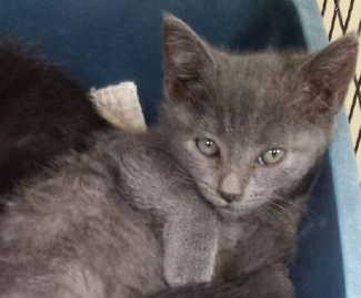 This female kitten is in cat room kennel No. 10a, ID 2591. Photo courtesy of Lake County Animal Care and Control. 10alittlegray1