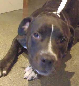 This male pit bull terrier mix is in kennel No. 10a, ID No. 1093. Photo courtesy of Lake County Animal Care and Control. 10amalepit