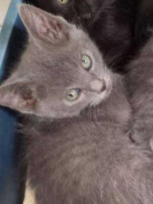 This male kitten is in cat room kennel No. 10b, ID 2592. Photo courtesy of Lake County Animal Care and Control. 10blittlegray2