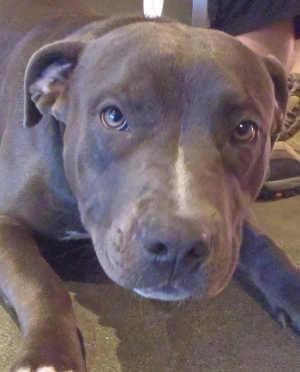 This young male pit bull terrier mix is in kennel 10b, ID No. 1094. Photo courtesy of Lake County Animal Care and Control. 10bpitmix