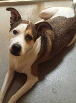 “Casper” is a male cattle dog mix in kennel No. 10, ID No. 1843. Photo courtesy of Lake County Animal Care and Control. 10caspar