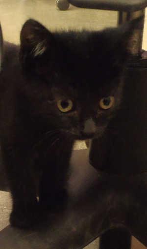 This male kitten is in cat room kennel No. 10c, ID 2593. Photo courtesy of Lake County Animal Care and Control. 10cblackkitchair