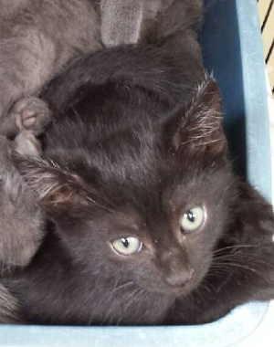 This male kitten is in cat room kennel No. 10c, ID 2593. Photo courtesy of Lake County Animal Care and Control. 10clilblackdude1