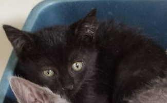 This female kitten is in cat room kennel No. 10d, ID 2594. Photo courtesy of Lake County Animal Care and Control. 10dlilblackgal1