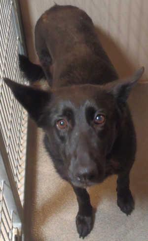This female German Shepherd mix is in kennel No. 11, ID No. 2663. Photo courtesy of Lake County Animal Care and Control. 11blackshepherdgal