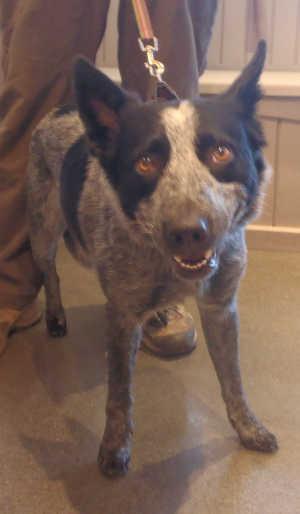 This male cattle dog mix is in kennel No. 11, ID No. 2792. Photo courtesy of Lake County Animal Care and Control. 11bwcattledog