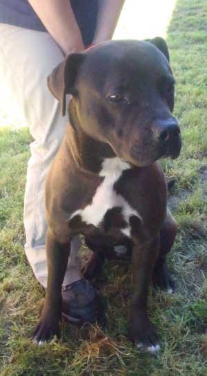 “Ceasar” is a male boxer-pit bull mix in kennel No. 11, ID No. 1824. Photo courtesy of Lake County Animal Care and Control. 11ceasar