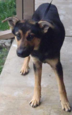 This female German Shepherd mix is in kennel No. 11, ID No. 1393. Photo courtesy of Lake County Animal Care and Control. 11femaleshepherdmix