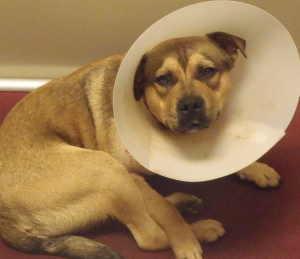“Lefty” is a young male Labrador Retriever and shepherd mix in kennel No. 11, ID No. 666. Photo courtesy of Lake County Animal Care and Control. 11lefty