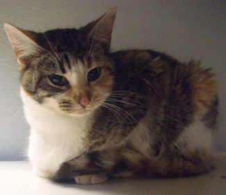 This domestic medium hair mix kitten is in cat room kennel No. 12a, ID No. 1345. Photo courtesy of Lake County Animal Care and Control. 12acalicokitten