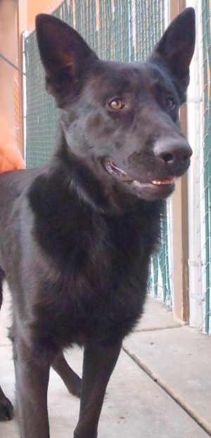 This male German Shepherd mix is in kennel No. 12, ID No. 1504. Photo courtesy of Lake County Animal Care and Control. 12gsdmix