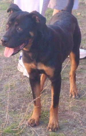 This male Rottweiler mix is in kennel No. 12, ID No. 1032. Photo courtesy of Lake County Animal Care and Control. 12malerottmix