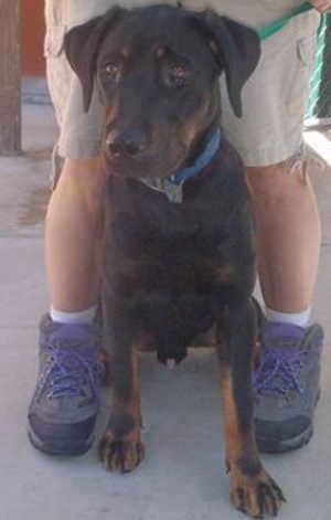 This 8-month-old male Rottweiler-hound mix is in kennel No. 12, ID No. 40671. Photo courtesy of Lake County Animal Care and Control. 12rotthoundnew