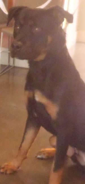 This male Rottweiler mix is in kennel No. 12, ID No. 1032. Photo courtesy of Lake County Animal Care and Control. 12rottmix