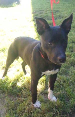 “Shiloh” is a 7-month-old shepherd-pit bull mix in kennel No. 12, ID No. 1808. Photo courtesy of Lake County Animal Care and Control. 12shiloh