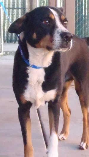 “Snoopy” is a male shepherd mix in kennel No. 12, ID No. 1650. Photo courtesy of Lake County Animal Care and Control. 12snoopyshepherd