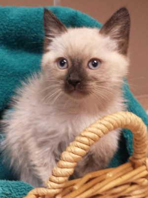 This female Siamese kitten is in cat room kennel No. 13a, ID No. 2146. Photo courtesy of Lake County Animal Care and Control. 13asiamesegirl