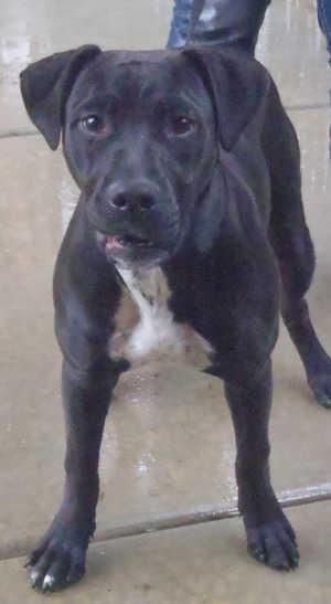This female boxer-pointer mix is in kennel No. 13, ID No. 1391. Photo courtesy of Lake County Animal Care and Control. 13boxerpointer