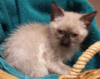 This female Siamese kitten is in cat room kennel No. 13b, ID No. 2147. Photo courtesy of Lake County Animal Care and Control. 13bsiamesegirl