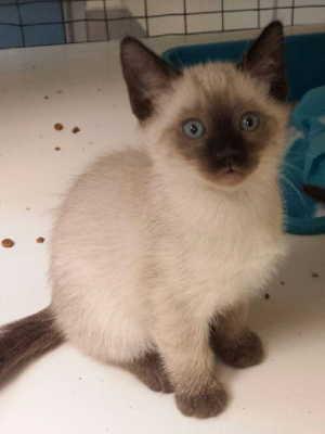 This male Siamese mix kitten is in cat room kennel No. 13c, ID No. 2148. Photo courtesy of Lake County Animal Care and Control. 13csiamesekitten