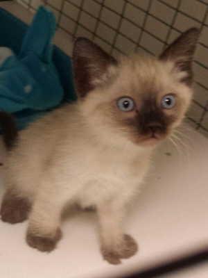 This female Siamese mix kitten is in cat room kennel No. 13d, ID No. 2149. Photo courtesy of Lake County Animal Care and Control. 13dsiamesekitten