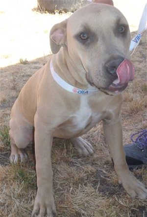 This year-and-a-half-old male shepherd-pit bull terrier mix is in kennel No. 13, ID No. 40584. Photo courtesy of Lake County Animal Care and Control. 13fawnpit