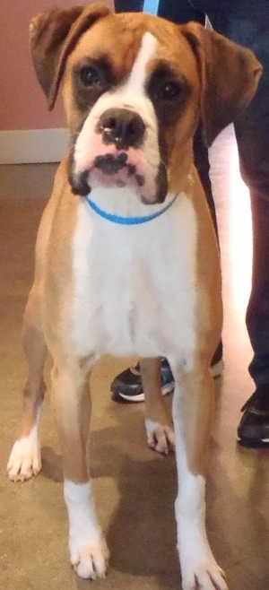 This young female boxer mix is in kennel No. 13, ID No. 1649. Photo courtesy of Lake County Animal Care and Control. 13femaleboxer