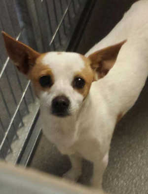 This female Chihuahua mix is in kennel No. 13, ID No. 1851. Photo courtesy of Lake County Animal Care and Control. 13femalechimix