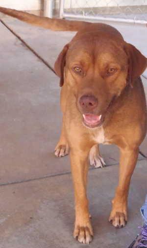This male hound-shepherd mix is in kennel No. 13, ID No. 1107. Photo courtesy of Lake County Animal Care and Control. 13houndmix