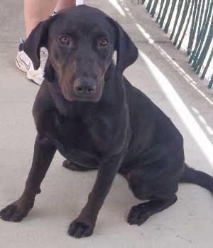 This female Labrador Retriever is in kennel No. 13, ID No. 765. Photo courtesy of Lake County Animal Care and Control. 13labmixmale