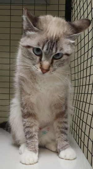 This female domestic medium hair mix cat is in cat room kennel No. 13, ID No. 2512. Photo courtesy of Lake County Animal Care and Control. 13siamesebluemix