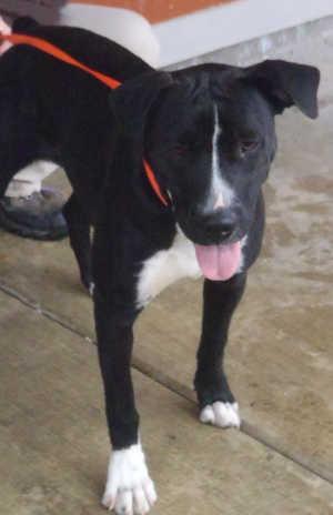 This female boxer-pointer mix is in kennel No. 14, ID No. 1390. Photo courtesy of Lake County Animal Care and Control. 14boxerpointer