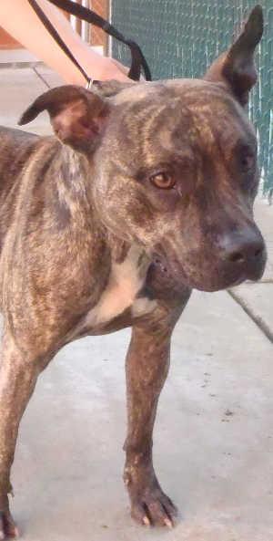 This female pit bull terrier mix is in kennel No. 15, ID No. 1501. Photo courtesy of Lake County Animal Care and Control. 14brindleboxer