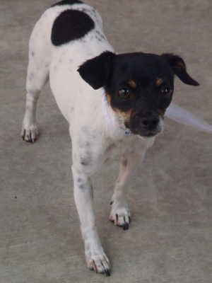 “Dieola” is a female Chihuahua mix in kennel No. 14, ID No. 761. Photo courtesy of Lake County Animal Care and Control. 14dieola