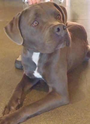 This male mastiff is in kennel No. 14, ID No. 1030. Photo courtesy of Lake County Animal Care and Control. 14malemastiff