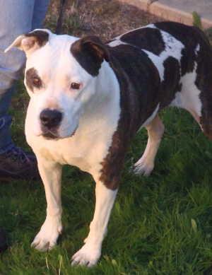 “Bella” is a female pit bull terrier mix in kennel No. 15, ID No. 1131. Photo courtesy of Lake County Animal Care and Control. 15bella